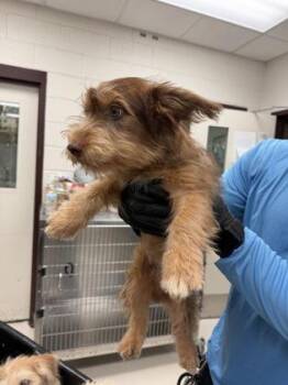 Simba~FOSTER or FOSTER TO ADOPT NEEDED~ -  Terrier Dog for Adoption in Minneapolis, Minnesota - Simba~FOSTER Or FOSTER TO ADOPT NEEDED~ | PetCurious