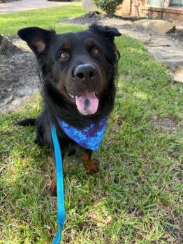 Benny -  Rottweiler and Chow Chow Dog for Adoption in Houston, Texas - Benny | PetCurious