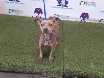 Pit Bull Terrier Dogs Available for Adoption - NITE NITE | PetCurious