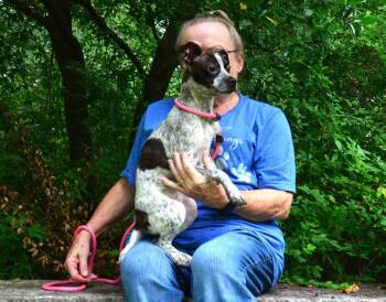 Lottie -  Pointer and Boston Terrier Dog for Adoption in Willingboro, New Jersey - Lottie | PetCurious
