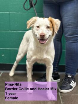 Rescue Border Collie and Australian Cattle Dog Blue Heeler Dogs for Adoption in Blue Springs, Missouri - Pina-Rita | PetCurious
