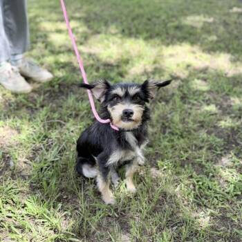 Dearling -  Terrier and Mixed Breed Dog for Adoption in Carencro, Louisiana - Dearling | PetCurious