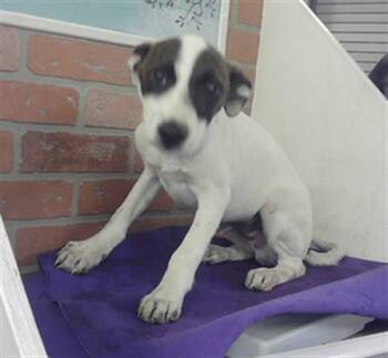 A2082384 -  German Shepherd Dog and Mixed Breed Dog for Adoption in Houston, Texas - A2082384 | PetCurious