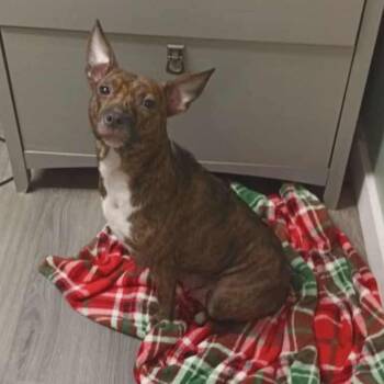 Rescue Mixed Breed Dogs for Adoption in Greenville, Pennsylvania - Tinkerbell | PetCurious