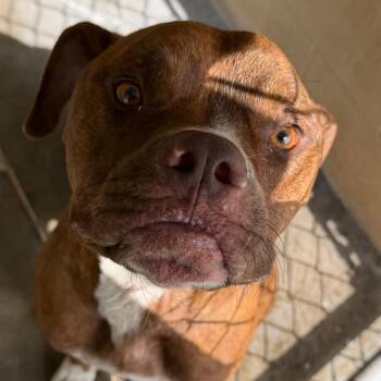 Outlaw -  Boxer Dog for Adoption in Bronson, Florida - Outlaw | PetCurious