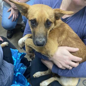 Rescue Mixed Breed Dogs for Adoption in Corbin, Kentucky - Connor | PetCurious