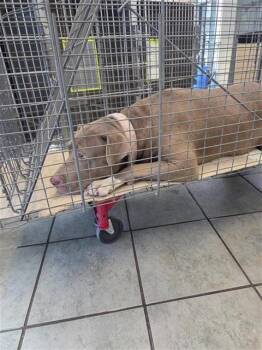 Pit Bull Terrier Dogs Available for Adoption in San Antonio, Texas - KORA | PetCurious