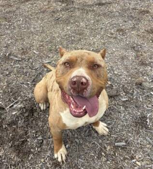 Bubbles -  American Staffordshire Terrier Dog for Adoption in Redmond, Oregon - Bubbles | PetCurious
