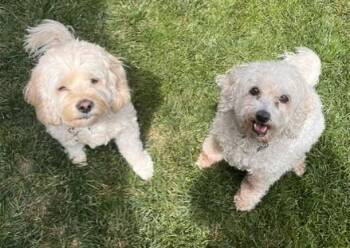 Cockapoo Dogs Available for Adoption in Pasco, Washington - Jack & Lucy | PetCurious
