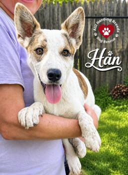 Han -  Cattle Dog Dog Available for Adoption in Joliet, Illinois - Han | PetCurious