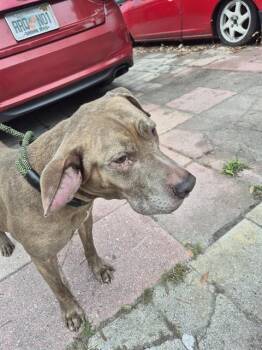 WINSTON -  Pit Bull Terrier and Mixed Breed Dog for Adoption in St. Cloud, Florida - WINSTON | PetCurious