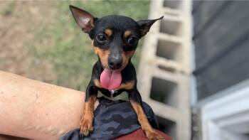 Miniature Pinscher Dogs Available for Adoption in Brownstown, Indiana - Laura | PetCurious