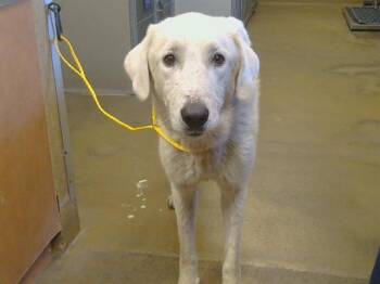 BEN -  Great Pyrenees and Akbash Dog for Adoption in Sacramento, California - BEN | PetCurious