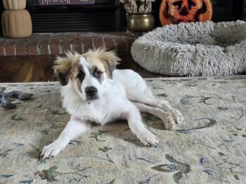 Denali the perfect pyrenees pup -  Great Pyrenees Dog for Adoption in Muskego, Wisconsin - Denali The Perfect Pyrenees Pup | PetCurious