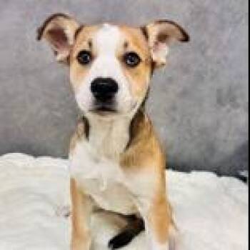 Mocha Frappe -  Mixed Breed Dog for Adoption in Madison, Wisconsin - Mocha Frappe | PetCurious