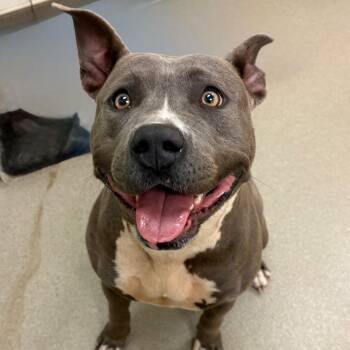 Myrtle -  Pit Bull Terrier and Mixed Breed Dog for Adoption in Lynchburg, Virginia - Myrtle | PetCurious