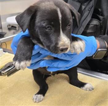 Australian Cattle Dog Blue Heeler and Mixed Breed Dogs Available for Adoption in Riverside, California - GHOUL | PetCurious