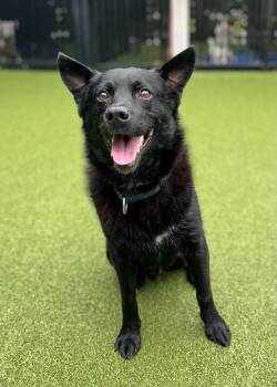 Rescue Terrier Dogs for Adoption in Ridgeland, South Carolina - Duffy | PetCurious