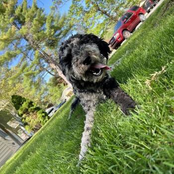 Bernese Mountain Dog and Poodle Dogs Available for Adoption in Saratoga Springs, New York - Pepper | PetCurious