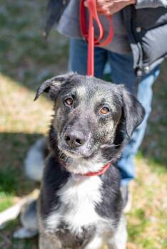 German Shepherd Dog Dogs Available for Adoption in Colorado Springs, Colorado - Hogan | PetCurious