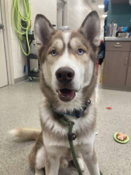 Rescue Siberian Husky and Mixed Breed Dogs for Adoption in Fishers, Indiana - Sunny | PetCurious
