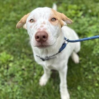 Cattle Dog and Mixed Breed Dogs Available for Adoption in Warrensburg, Missouri - Ember | PetCurious