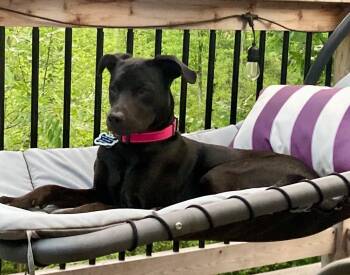 Black Labrador Retriever Dogs Available for Adoption - Inu | PetCurious