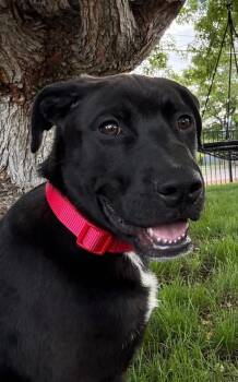 Ralph -  Labrador Retriever Dog Available for Adoption in Colorado Springs, Colorado - Ralph | PetCurious