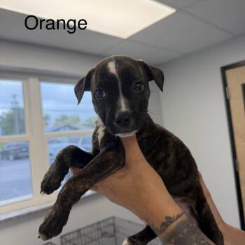 Wesley -  Pit Bull Terrier Dog for Adoption in Watertown, New York - Wesley | PetCurious