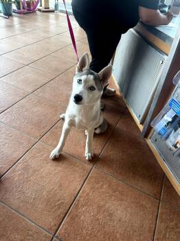 Husky Dogs Available for Adoption in Haslet, Texas - Huck | PetCurious