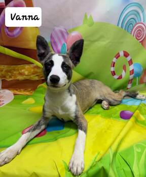 Mixed Breed Dogs Available for Adoption - Vanna | PetCurious