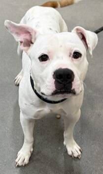 Pit Bull Terrier Dogs Available for Adoption - HANDSOME | PetCurious