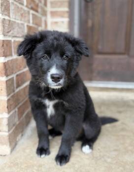 Lucy Kate Lonestar -  Great Pyrenees Dog for Adoption in Rockaway, New Jersey - Lucy Kate Lonestar | PetCurious