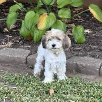 Lana -  Havanese and Poodle Dog for Adoption in Tulsa, Oklahoma - Lana | PetCurious