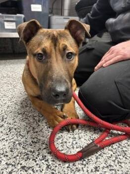 Mixed Breed Dogs Available for Adoption in West Chester, Pennsylvania - Mulder | PetCurious