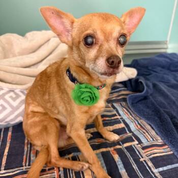 Papi -  Chihuahua Dog for Adoption in Titusville, Florida - Papi | PetCurious