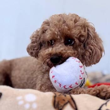 Mr. P -  Miniature Poodle Dog for Adoption in Green Bay, Wisconsin - Mr. P | PetCurious