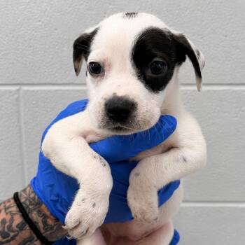 Celeste -  Labrador Retriever and Mixed Breed Dog for Adoption in Marshall, Texas - Celeste | PetCurious