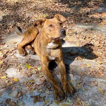 Mixed Breed Dogs Available for Adoption in Bend, Oregon - Joe | PetCurious