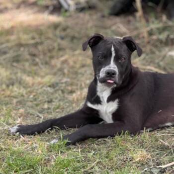 Costello -  Labrador Retriever and Pit Bull Terrier Dog for Adoption in Magnolia, Texas - Costello | PetCurious
