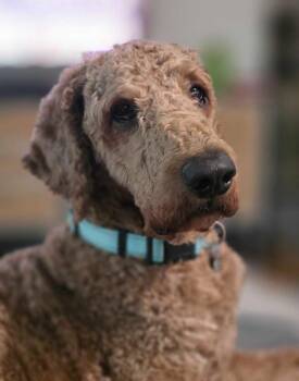 Sir Larrington -  Poodle Dog for Adoption in Garland, Texas - Sir Larrington | PetCurious