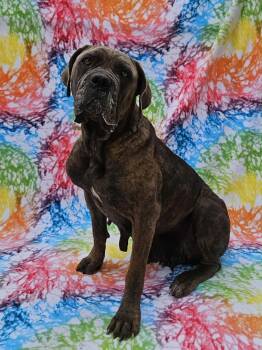 Rescue Mastiff Dogs for Adoption in East Sparta, Ohio - Madge | PetCurious