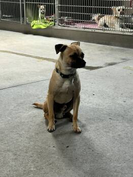 Chihuahua Dogs Available for Adoption in Phoenix, Arizona - Percy | PetCurious