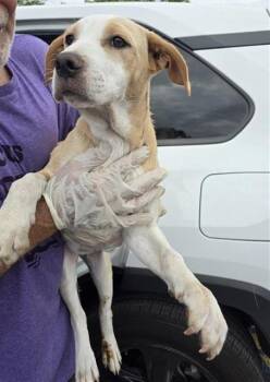 Labrador Retriever Dogs Available for Adoption - JELLY BEAN | PetCurious