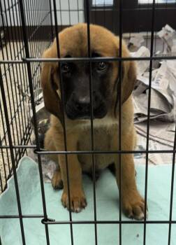 Charlie -  Mastiff and Mixed Breed Dog for Adoption in Saint Clairsville, Ohio - Charlie | PetCurious