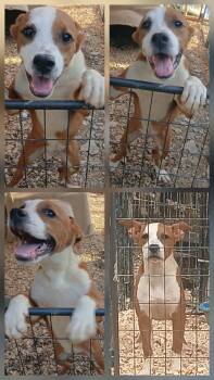Oden -  Boxer and Terrier Dog for Adoption in Lonsdale, Arkansas - Oden | PetCurious
