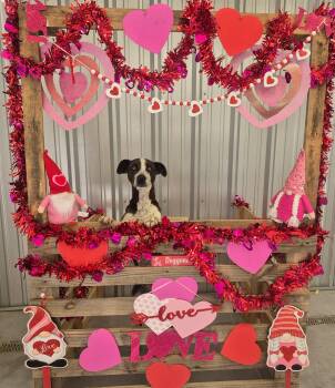 Terrier and Australian Cattle Dog Blue Heeler Dogs Available for Adoption - Izzy | PetCurious