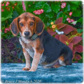 Poncho -  Beagle Dog for Adoption in Wake Forest, North Carolina - Poncho | PetCurious
