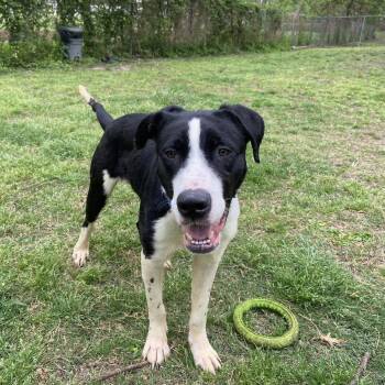 Ralphie -  Terrier Dog for Adoption in Dallas, Texas - Ralphie | PetCurious