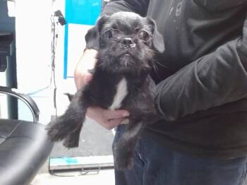 MONOPOLY -  Pug and Brussels Griffon Dog for Adoption in Albuquerque, New Mexico - MONOPOLY | PetCurious